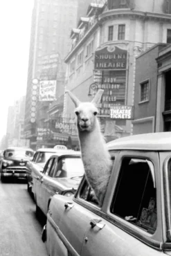 A Llama in Times Square Poster