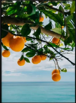 Amalfi Coast Oranges IV
