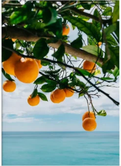 Amalfi Coast Oranges IV