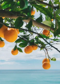 Amalfi Coast Oranges IV