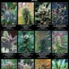 America's Most Wanted Poster Marihuana Sorten