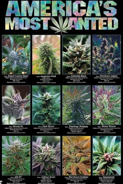 America's Most Wanted Poster Marihuana Sorten
