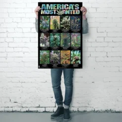 America's Most Wanted Poster Marihuana Sorten