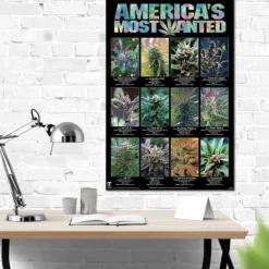 America's Most Wanted Poster Marihuana Sorten