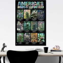 America's Most Wanted Poster Marihuana Sorten