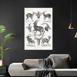 Antilopen Poster Ernst Haeckel Kunstformen der Natur