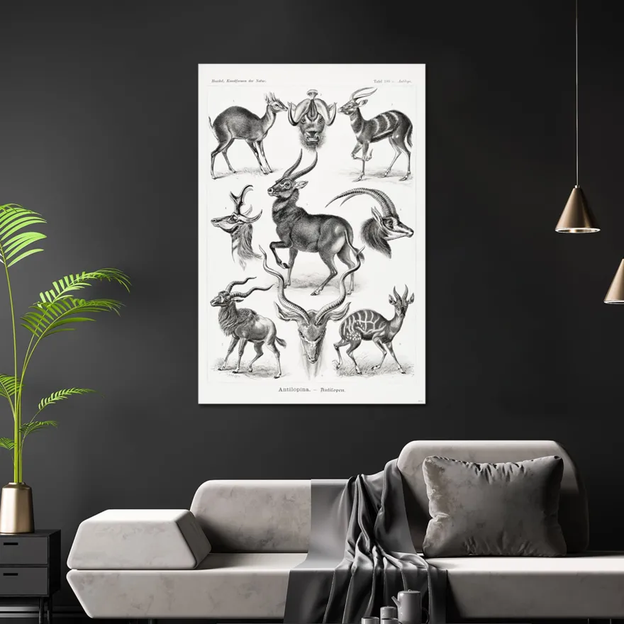 Antilopen Poster Ernst Haeckel Kunstformen der Natur