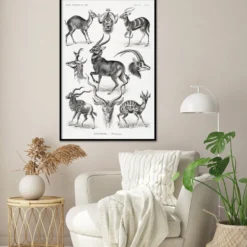 Antilopen Poster Ernst Haeckel Kunstformen der Natur