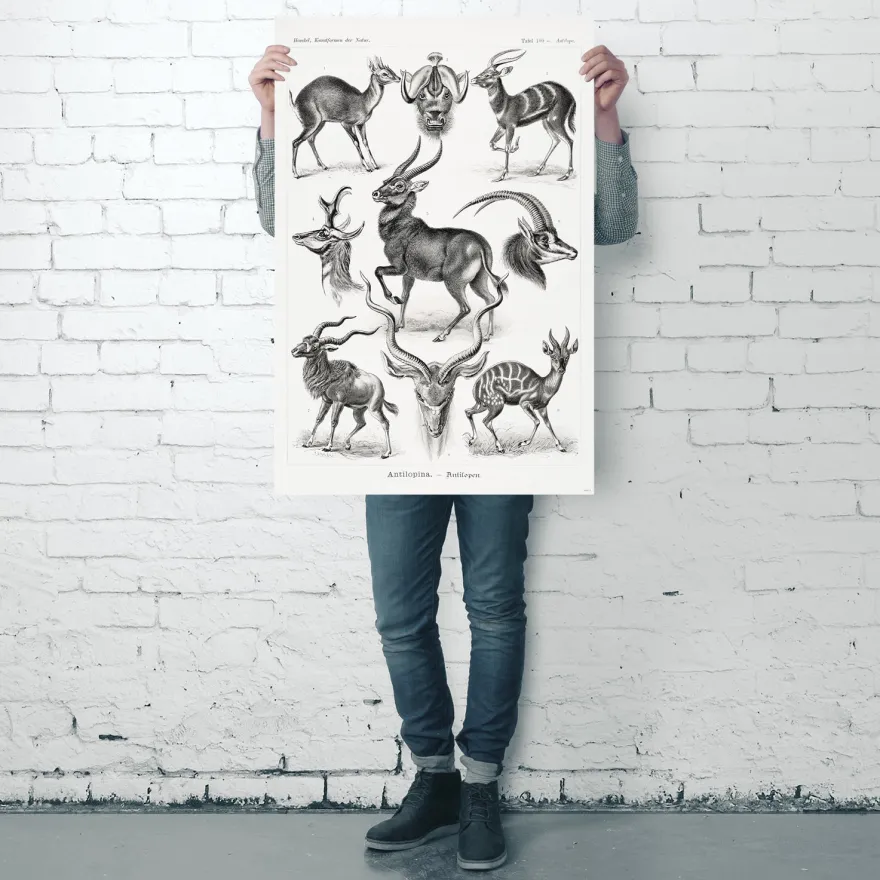 Antilopen Poster Ernst Haeckel Kunstformen der Natur