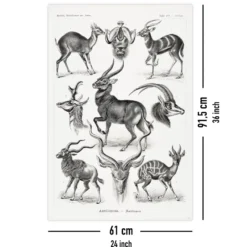 Antilopen Poster Ernst Haeckel Kunstformen der Natur