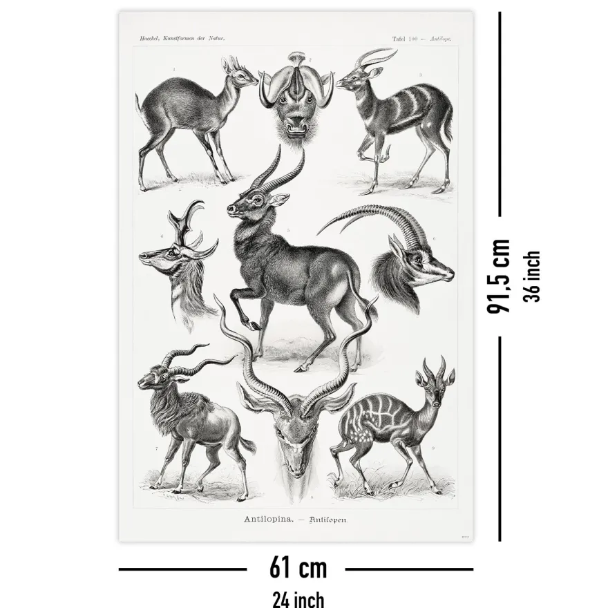 Antilopen Poster Ernst Haeckel Kunstformen der Natur