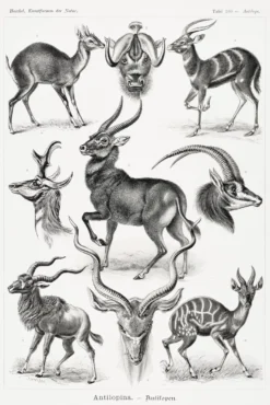 Antilopen Poster Ernst Haeckel Kunstformen der Natur