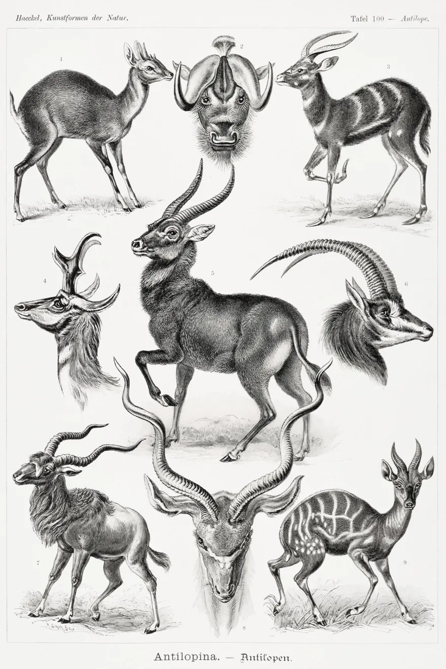 Antilopen Poster Ernst Haeckel Kunstformen der Natur