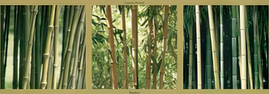 Bambous Bambus (Kunstdruck)