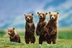 Bear Cubs Poster Bärenjungen