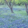 Blühende Frühlingswiese Poster Blaue Wiesenlupine