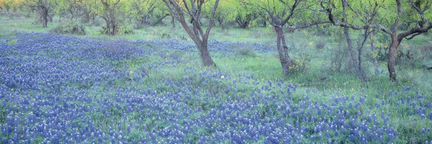 Blühende Frühlingswiese Poster Blaue Wiesenlupine