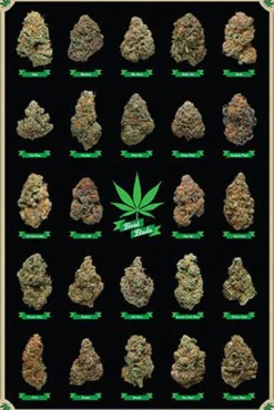 Cannabis Poster Best Buds Marihuana-Sorten