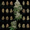 Cannabis Poster Dank Nugs Marihuana-Sorten