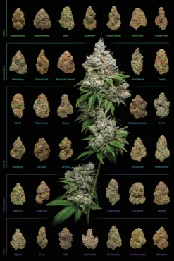 Cannabis Poster Dank Nugs Marihuana-Sorten