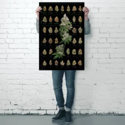 Cannabis Poster Dank Nugs Marihuana-Sorten