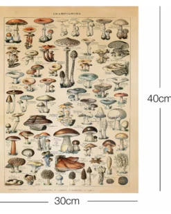Champignons Kunstdruck Adolphe Millot