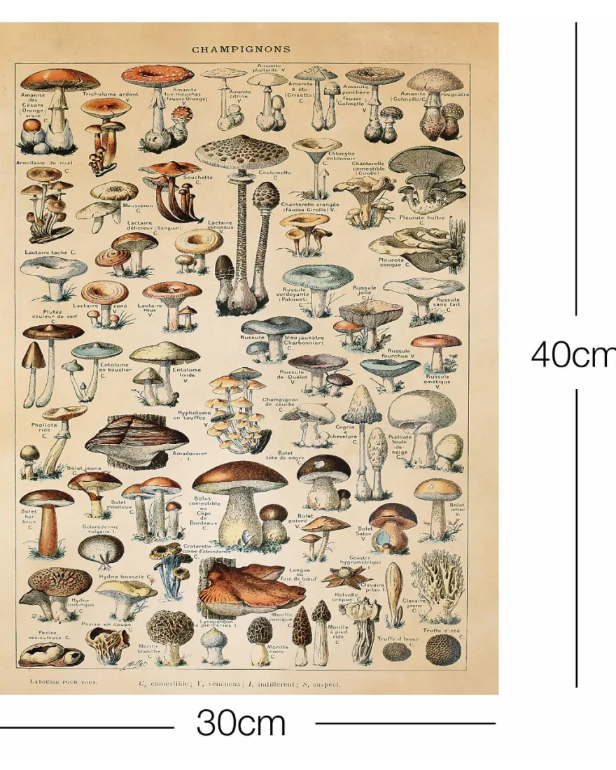 Champignons Kunstdruck Adolphe Millot