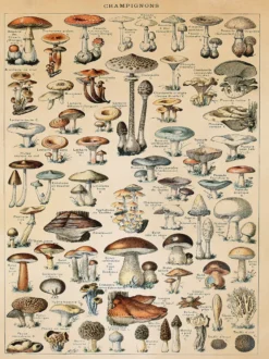 Champignons Kunstdruck Adolphe Millot