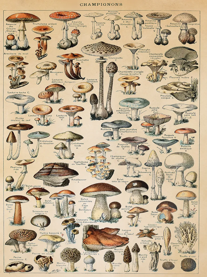 Champignons Kunstdruck Adolphe Millot