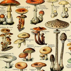 Champignons Poster Adolphe Millot