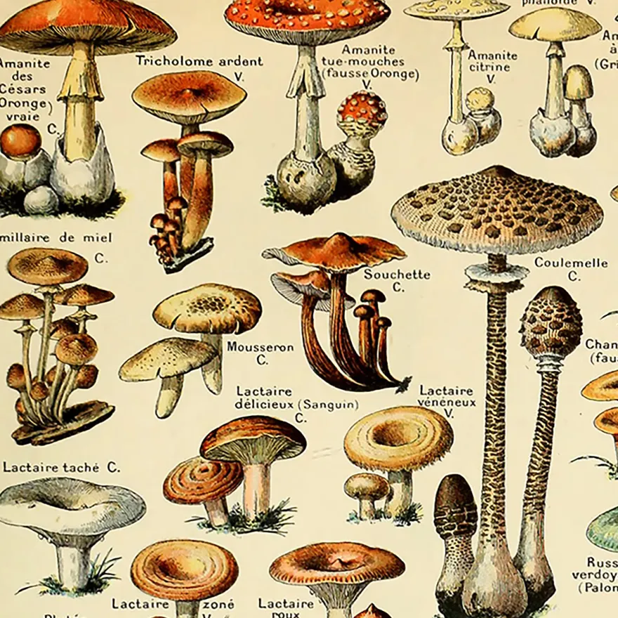 Champignons Poster Adolphe Millot
