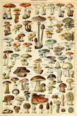 Champignons Poster Adolphe Millot