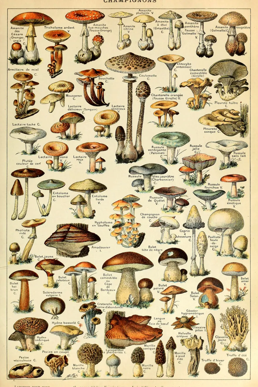 Champignons Poster Adolphe Millot