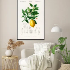 Citrus Limonium Poster Charles Dessalines d’Orbigny