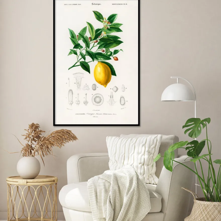 Citrus Limonium Poster Charles Dessalines d’Orbigny
