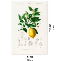 Citrus Limonium Poster Charles Dessalines d’Orbigny