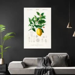 Citrus Limonium Poster Charles Dessalines d’Orbigny