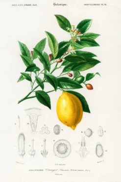 Citrus Limonium Poster Charles Dessalines d’Orbigny