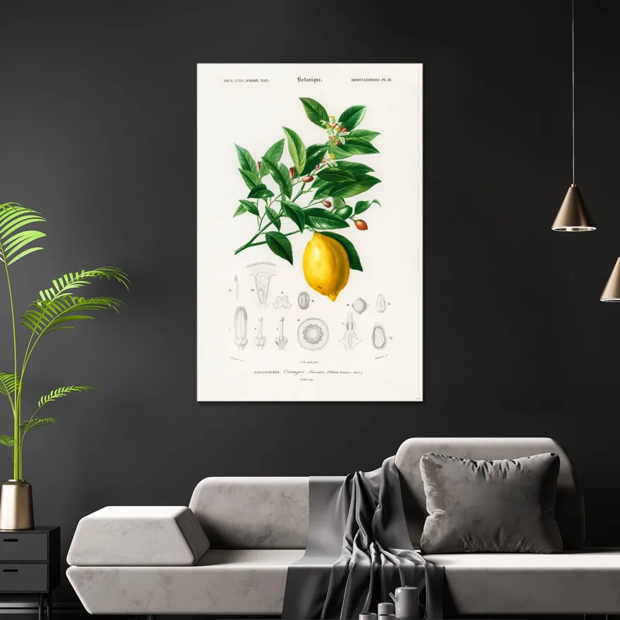 Citrus Limonium Poster Charles Dessalines d’Orbigny