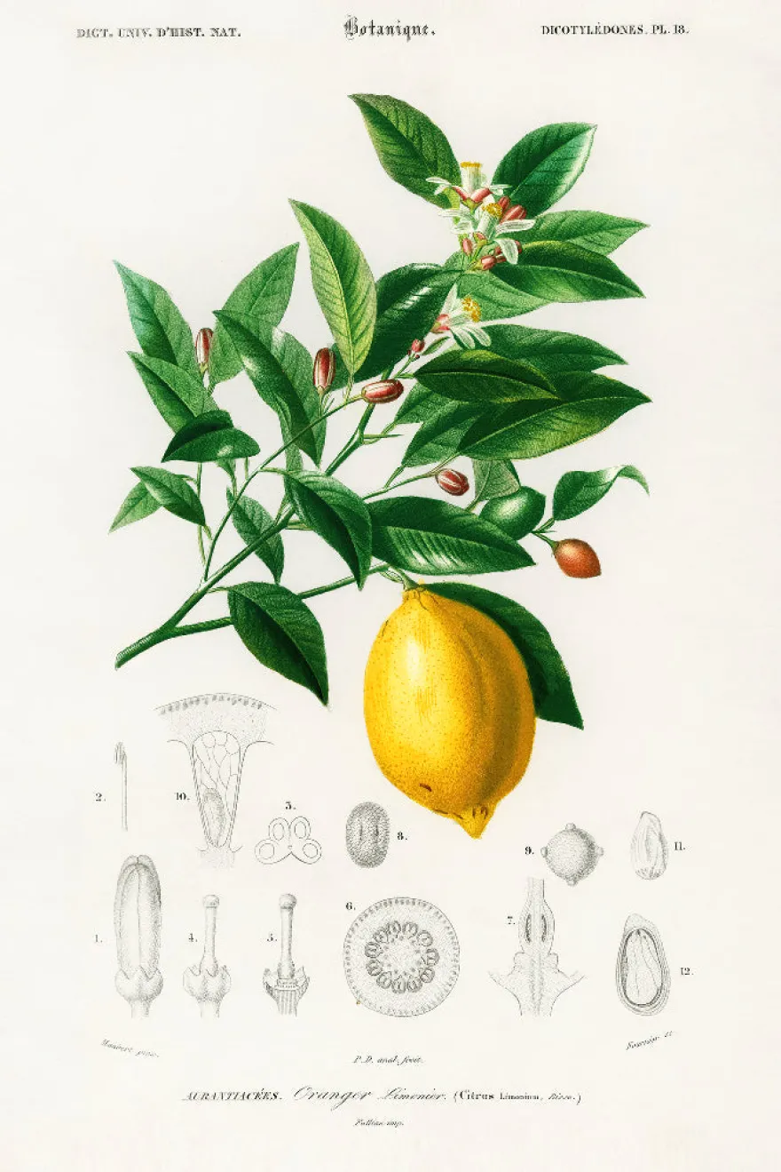 Citrus Limonium Poster Charles Dessalines d’Orbigny
