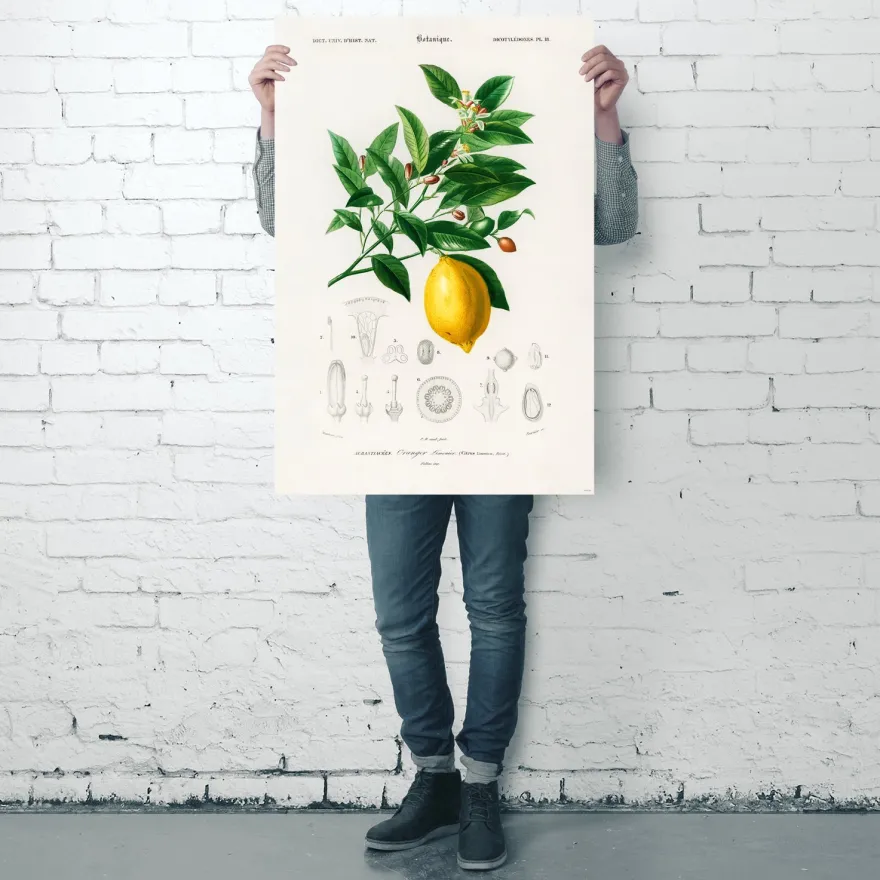 Citrus Limonium Poster Charles Dessalines d’Orbigny