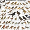 Einheimische Gartenvögel Poster / Plakat - DIN A1 | Alle Arten