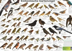 Einheimische Gartenvögel Poster / Plakat - DIN A1 | Alle Arten