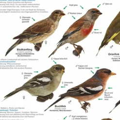 Einheimische Gartenvögel Poster / Plakat - DIN A1 | Alle Arten