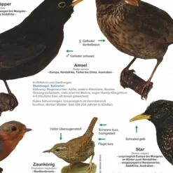Einheimische Gartenvögel Poster / Plakat - DIN A1 | Alle Arten