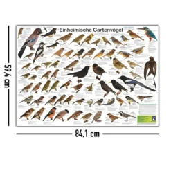 Einheimische Gartenvögel Poster / Plakat - DIN A1 | Alle Arten