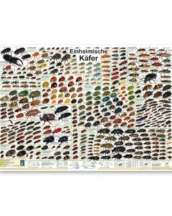 Einheimische Käfer Poster deutsch DIN A1