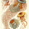 Ernst Haeckel Kunstdruck Discomedusae - Scheibenquallen