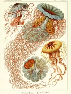 Ernst Haeckel Kunstdruck Discomedusae - Scheibenquallen
