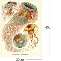 Ernst Haeckel Kunstdruck Discomedusae - Scheibenquallen